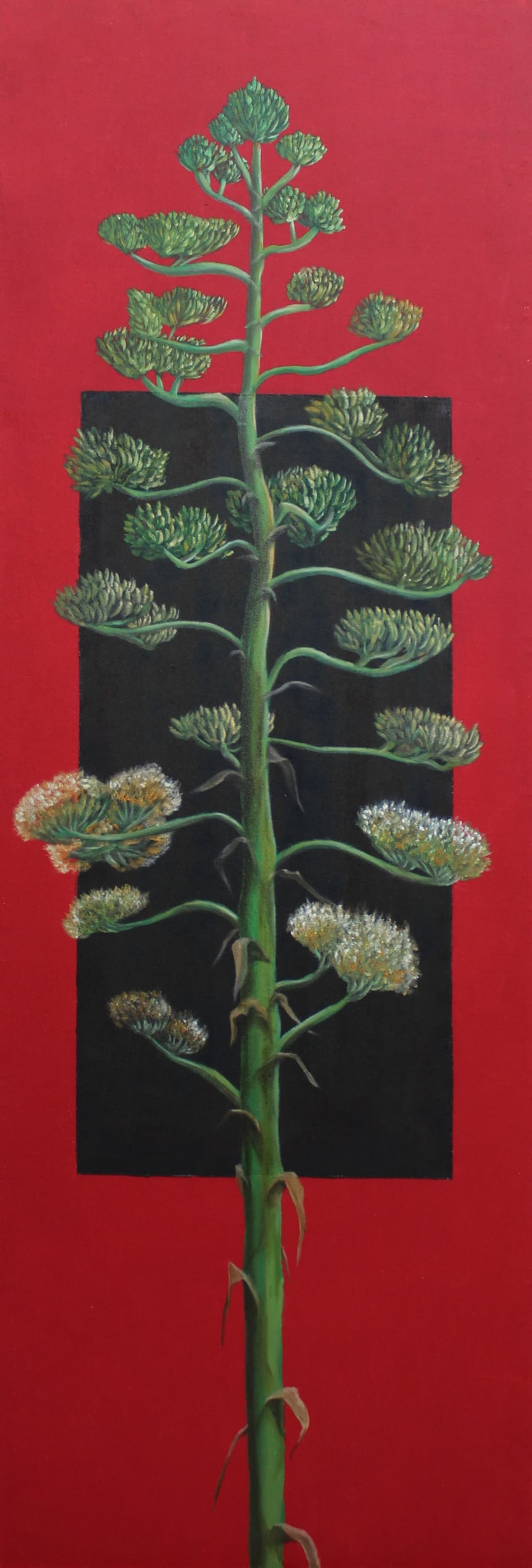 Agave Americana